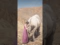 She Grabbed It Without Fear 😳 RDR2 Gameplay’s Most Fearless Moment #shorts #gaming