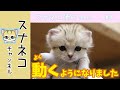 【スナネコチャンネル】“スナネコ赤ちゃん” #4よく動くようになりました