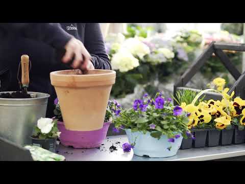 Video: Pansy frøformering – tips til dyrkning af stedmoderblomster fra frø