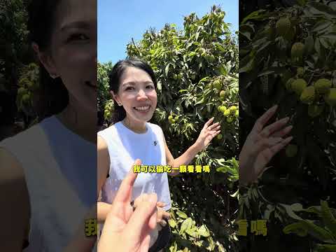 荔枝界ＬＶ #玉荷包 #大樹 #產地直送 #剪枝去葉