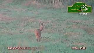 Download Lagu Kumpulan Pikat kijang terbaik dari Berbagi Sumber di dunia MP3