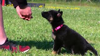 Kraftwerk K9 German Shepherd puppy obedience at 6 weeks old!