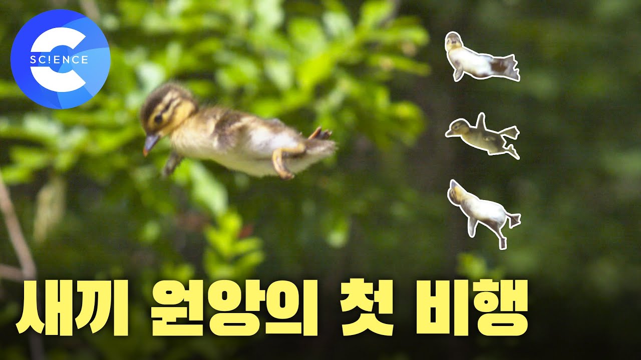 귀여움 한도 초과 '아기 원앙들' 세상밖으로 나가다!