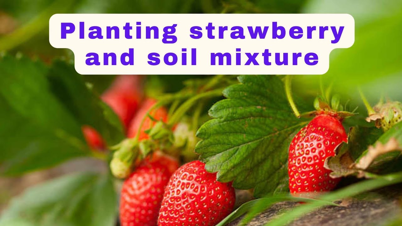 HOW TO PLANT STRAWBERRY | SOIL MIXTURE FOR STRAWBERRY | @agrisikap ...