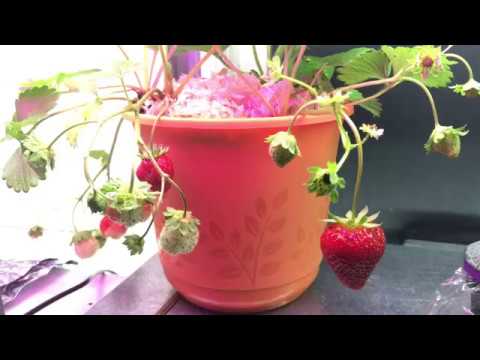 LED Grow Lights for Strawberries