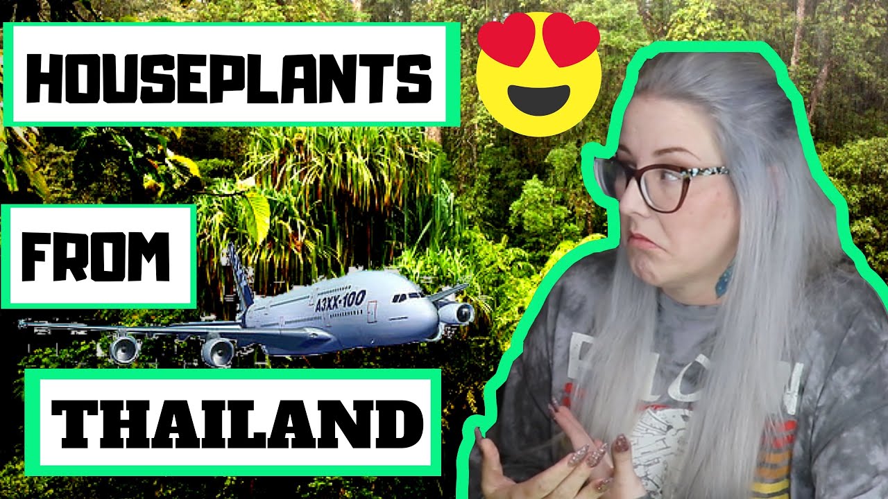 House Plants From ThailandMy First International Plant Order YouTube