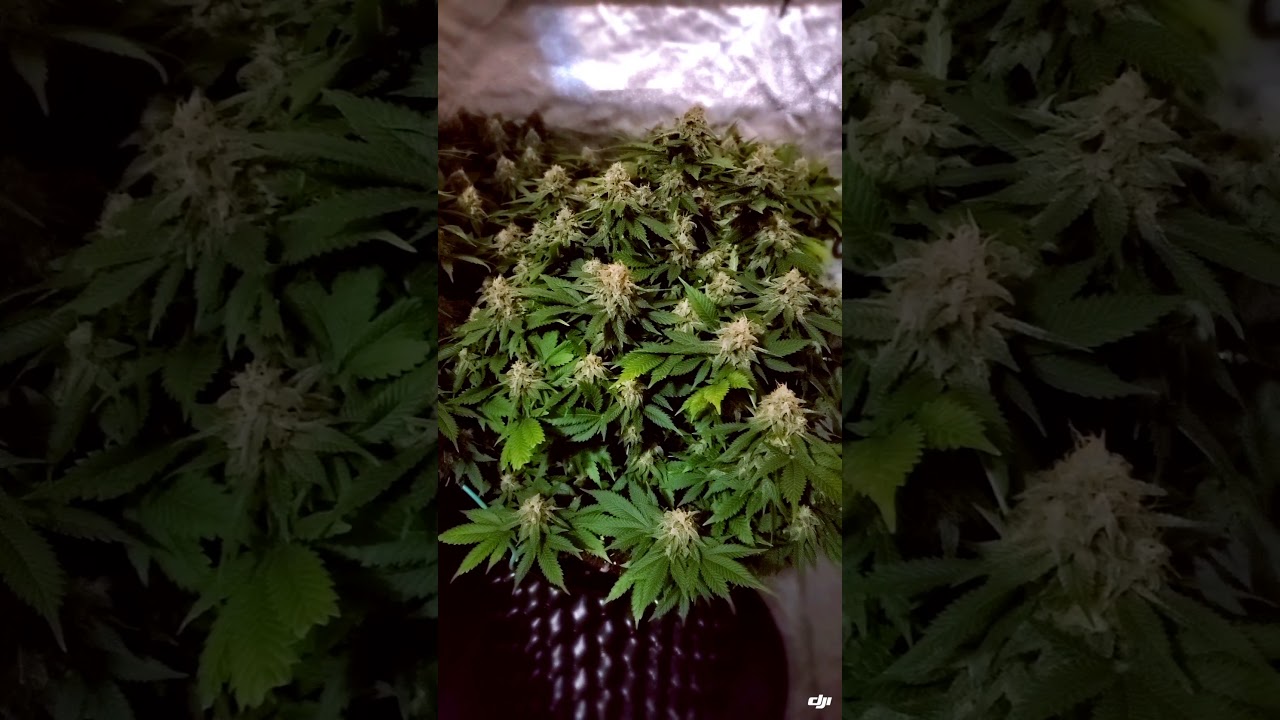 Grapefruit Kush Grow
