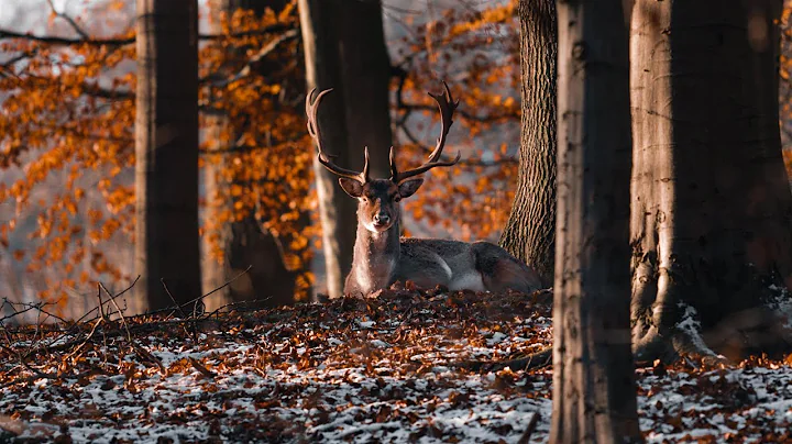 Winter arrived in Germany - Sony a7III Cinematic F...