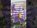 Solanaceae - The potato or nightshade family description #botany #floweringplants #ytshorts