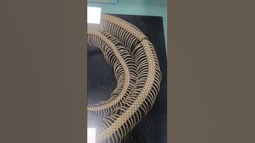 Orginal Skeleton of python #skeleton #python #viralshorts #organic #orginal #shorts #unique