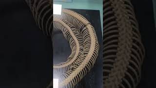Orginal Skeleton of python #skeleton #python #viralshorts #organic #orginal #shorts #unique