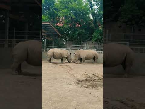 Видео: Явански носорог: снимка, описание, местообитание, начин на живот. Интересни факти за носорога