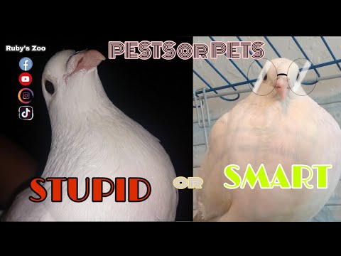 Pigeons: Pets or Pests? Are Pigeons and Doves the Same Thing? |Ruby's Zoo