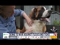 How to handle skunk spray and flea infestations on your pets