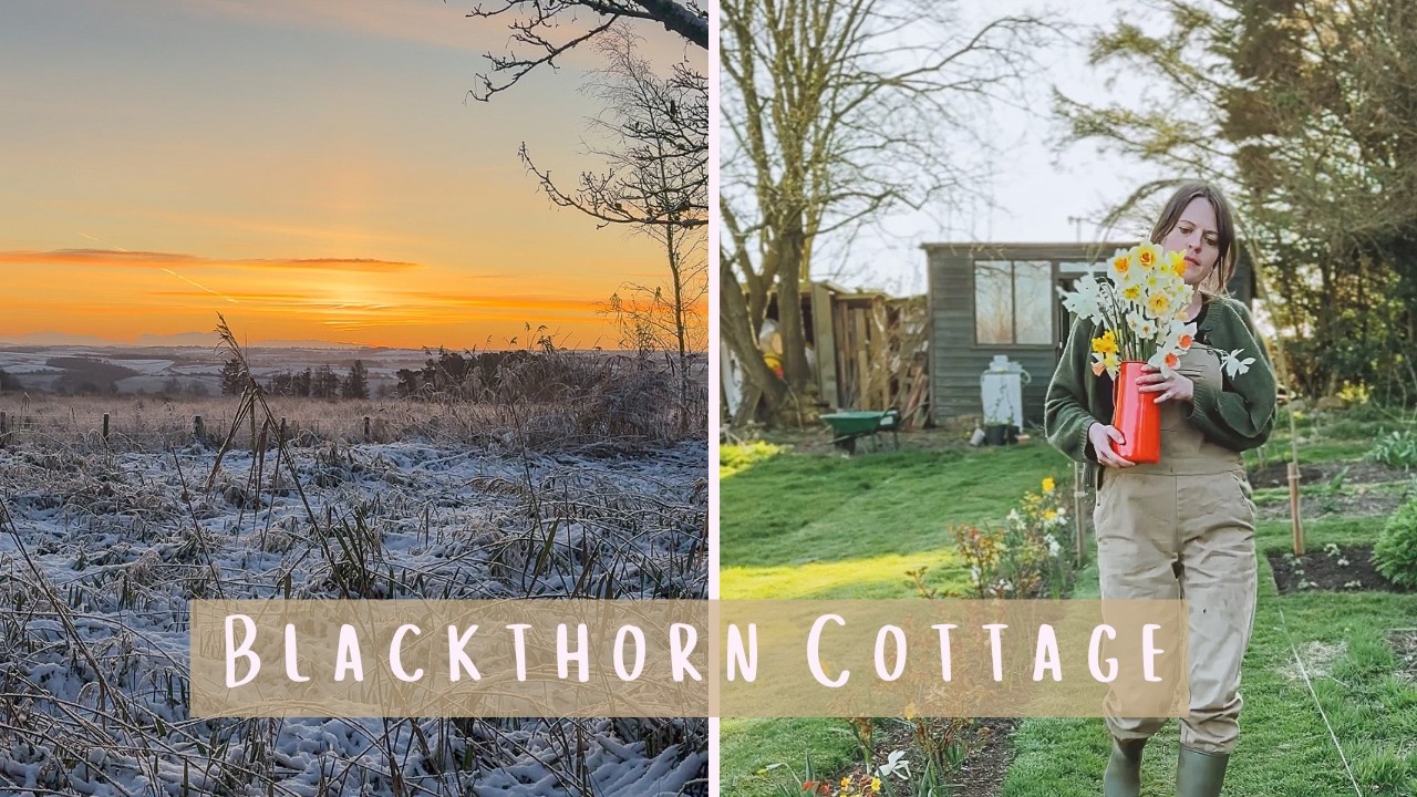 November at Blackthorn Cottage | Seasonal Arranging & Planting Narcissi Bulbs #4