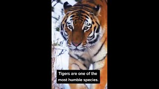 Did you know that TIGERS...