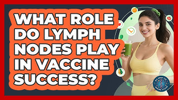 What Role Do Lymph Nodes Play In Vaccine Success? - All About the Immune System