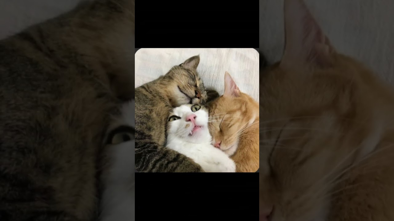 Happy International Cat Day! 