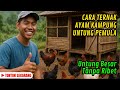 TERBUKTI! CARA TERNAK AYAM KAMPUNG UNTUNG BESAR! Modal Kecil Untung Jutaan Rupiah!