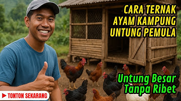TERBUKTI! CARA TERNAK AYAM KAMPUNG UNTUNG BESAR! Modal Kecil Untung Jutaan Rupiah!