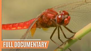 Tiny Titans: Exploring the Microscopic World And The Hidden Details of Nature | Full Documentary