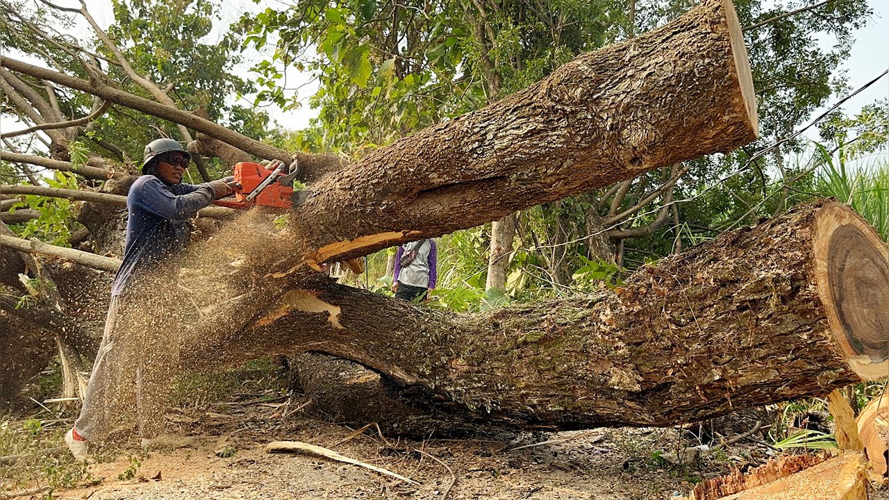 Exhausting… Cut down 3 trees in a row non-Stop‼️ - YouTube