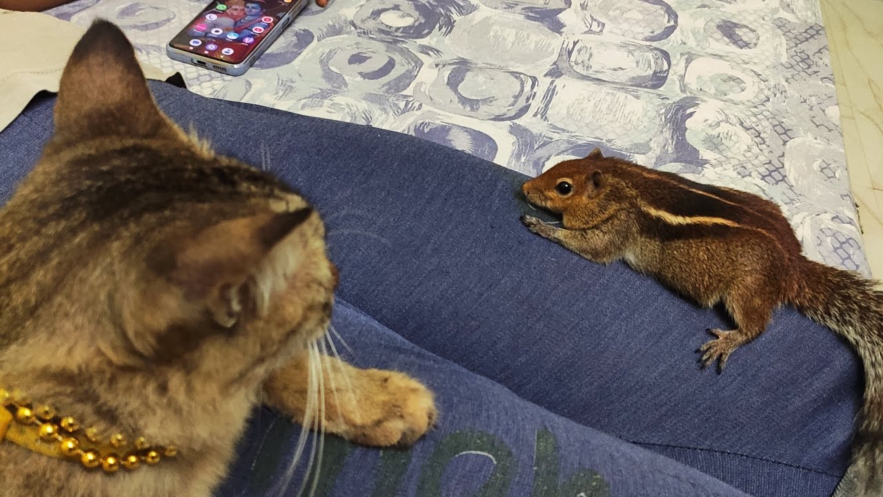 Squirrel and Cat friendship YouTube