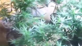 A NEW START WEED/MARIJUANA PLANTS INDOOR OREGON CLONE GROW/GROWING PROJECT TO METAL/CLASSICAL MUSIC