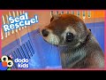 Will This Sea Lion Be Brave Enough To Swim Back To The Wild? | Rescued! | Dodo Kids