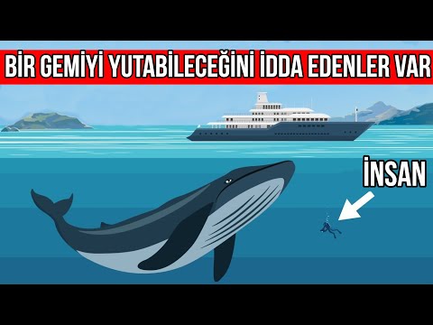 Video: Gri balina: ilginç gerçekler