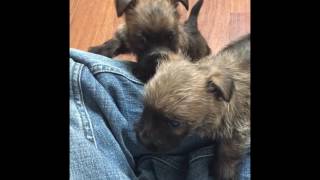 Cairn Terrier Puppies H Litter Vom Zauberberg