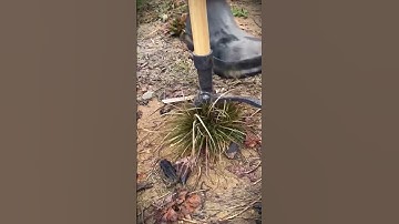 A simple, long-handled smart tool that is easy to pull out grass #shorts