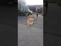 #OwlAndBear #WildLife #ViralVideo #AnimalKingdom #NatureLovers #Trending #JungleStory #funny