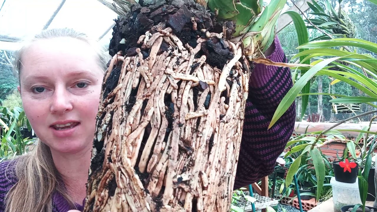 entenda: você PRECISA ou você QUER fazer o replante da sua Cymbidium??