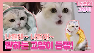 “나갈래~” 사람처럼 말하는 고양이 예쁜이!ㅣ순간포착 세상에 이런 일이(Instant Capture)ㅣSBS Story