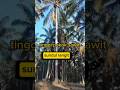 tinggi pokok sawit sundul langit #harvester #sawit #sawitbuahsuper #kelapasawit