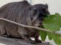 Cute Rock Hyrax ASMR