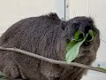 Cute Rock Hyrax ASMR