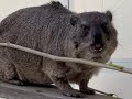 Cute Rock Hyrax ASMR