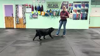 Bodie - Wait Cue & Recalls, Loose Leash Walking, Side/Finish, Front, Gotcha 