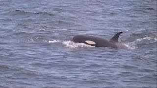 “珍景”発見　東京湾に「シャチが泳いでる」(15/05/26)