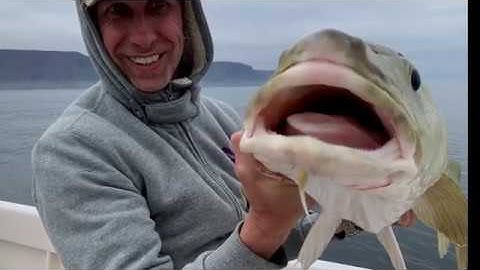 Island Fishing 2019, Westfjorde, Flateyri ... and special thx to Mike Oldfield with his song sailing