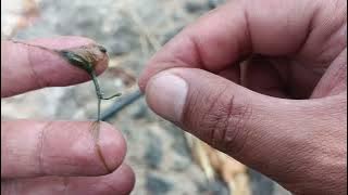 HOW TO INSTALL MOSS PLINIR FOR FISHING WADER KEPEK