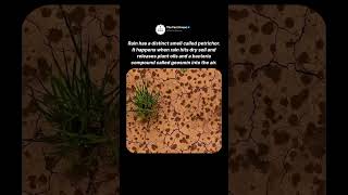 Why Rain Has a Smell
