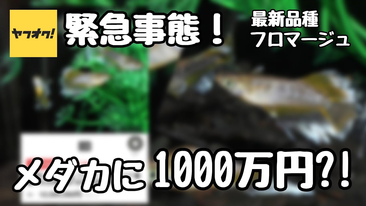 緊急事態！めだかの最新品種に1000万?!【メダカ】 - YouTube