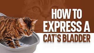 How to Express a Cat’s Bladder by OurFitPets 20,392 views 1 year ago 3 minutes, 11 seconds