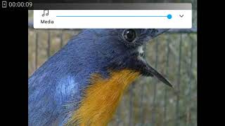 Download Lagu Burung Anis binbin gacor edun MP3