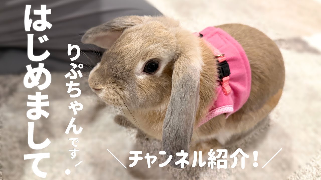 はじめまして】りぷちゃんです🐰くっつきうさぎのチャンネル紹介