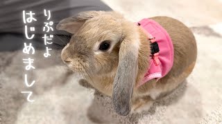 チャンネル紹介】くっつきうさぎ｜うさぎ初心者｜ロップイヤー - YouTube