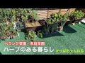 ベランダ菜園・家庭菜園 ハーブのある暮らし